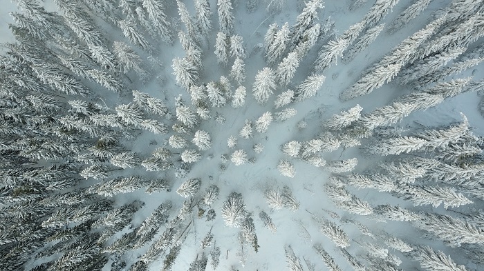 zdjęcie wykonane dronem - las