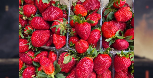 Zdjęcie truskawek wykonane aparatem Samsunga Galaxy S26+