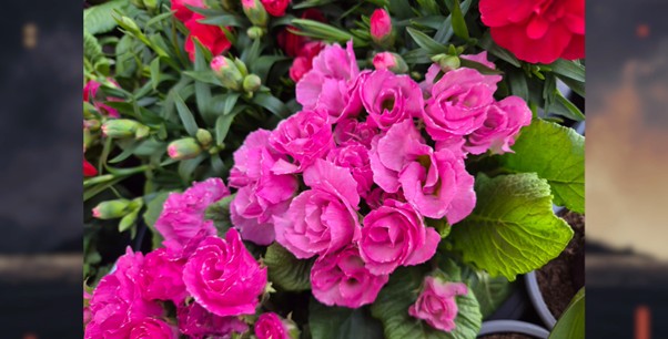 Zdjęcie kwiatów wykonane aparatem Samsunga Galaxy S26+